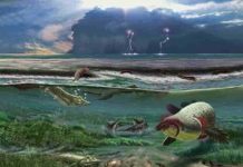 The earliest well-preserved tetrapod may never have left the water The Sosnogorsk lagoon just before a deadly storm. Credit: Mikhail Shekhanov for the Ukhta Local Museum