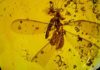 16-million-year-old fossil shows springtails hitchhiking on winged termite Distribution of springtails on termite and ant hosts within ~ 16 Ma old Dominican amber.