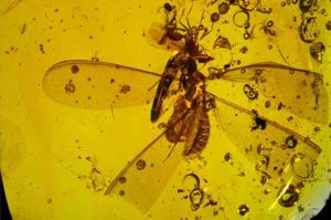 Distribution of springtails on termite and ant hosts within ~ 16 Ma old Dominican amber.