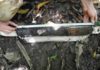 A new study shows the evolution and changes of the vegetation of the Orinoco Delta of the last 6200 years Peaty sedimentary archive from a palm swamp collected with a Russian corer. (Image:Encarni Montoya)