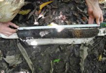 A new study shows the evolution and changes of the vegetation of the Orinoco Delta of the last 6200 years Peaty sedimentary archive from a palm swamp collected with a Russian corer. (Image:Encarni Montoya)