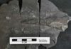 Exceptional fossils may need a breath of air to form A fossilized mantle of a vampyropod, a relative to the vampire squid. The ink sacis the raised structure in the center, and muscles have a striated appearance. Credit: Rowan Martindale/The University of Texas at Austin Jackson School of Geosciences.
