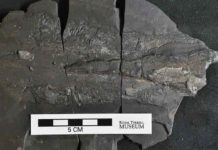 Exceptional fossils may need a breath of air to form A fossilized mantle of a vampyropod, a relative to the vampire squid. The ink sacis the raised structure in the center, and muscles have a striated appearance. Credit: Rowan Martindale/The University of Texas at Austin Jackson School of Geosciences.