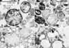 Extra-terrestrial impacts may have triggered ‘bursts’ of plate tectonics Spherules in the Barberton greenstone belt in the Kaapvaal craton, South Africa. Credit: Lowe et al., 2014.