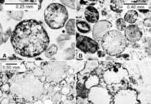 Extra-terrestrial impacts may have triggered ‘bursts’ of plate tectonics Spherules in the Barberton greenstone belt in the Kaapvaal craton, South Africa. Credit: Lowe et al., 2014.