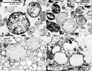 Spherules in the Barberton greenstone belt in the Kaapvaal craton, South Africa. Credit: Lowe et al., 2014.