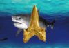 Fossil dig leads to unexpected discovery of 91-million-year-old shark new to science A 91-million-year-old fossil shark newly named Cretodus houghtonorum discovered in Kansas