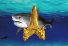 Fossil dig leads to unexpected discovery of 91-million-year-old shark new to science A 91-million-year-old fossil shark newly named Cretodus houghtonorum discovered in Kansas