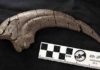 Huge-clawed predatory dinosaur discovery in Victoria Fossilised 20 centimetre long hand claw of theropod discovered at Eric the West site on Victoria’s Otway Coast. Credit: Stephen Poropat/Museums Victoria