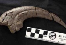 Huge-clawed predatory dinosaur discovery in Victoria Fossilised 20 centimetre long hand claw of theropod discovered at Eric the West site on Victoria’s Otway Coast. Credit: Stephen Poropat/Museums Victoria