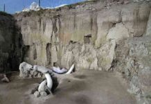 Huge trove of mammoth skeletons found in Mexico Mammoth bones are pictured in Tultepec, Mexico in this handout photograph released by Mexico's National Institute of Anthropology (INAH)