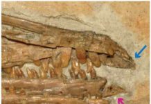 The pink arrow points to the predentary and the blue arrow points to the upper portion of the jaw, which has no teeth. Together, they may have been covered by a keratinous beak, and the predentary was most likely mobile Credit: IVPP