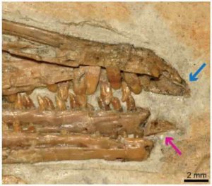 The pink arrow points to the predentary and the blue arrow points to the upper portion of the jaw, which has no teeth. Together, they may have been covered by a keratinous beak, and the predentary was most likely mobile Credit: IVPP