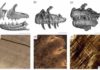 Researchers determine dinosaur replaced teeth as fast as sharks CT scan-generated models of the jaws of Majungasaurus (left), Ceratosaurus (center) and Allosaurus (right), with microscopic views of the interior of their teeth below each model. Stripes running from upper left to lower right in each microscopic image are daily deposited incremental lines, which allow the amount of time it took for a tooth to grow to be reconstructed. Credit: PLOS ONE