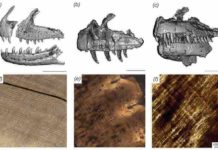 Researchers determine dinosaur replaced teeth as fast as sharks CT scan-generated models of the jaws of Majungasaurus (left), Ceratosaurus (center) and Allosaurus (right), with microscopic views of the interior of their teeth below each model. Stripes running from upper left to lower right in each microscopic image are daily deposited incremental lines, which allow the amount of time it took for a tooth to grow to be reconstructed. Credit: PLOS ONE