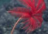 480 million year old fossils reveal sea lilies’ ancient roots A modern-day sea lily in the Marianas region. Credit: (c) NOAA Ocean Research and Exploration