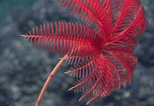 A modern-day sea lily in the Marianas region. Credit: (c) NOAA Ocean Research and Exploration