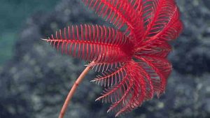 A modern-day sea lily in the Marianas region. Credit: (c) NOAA Ocean Research and Exploration