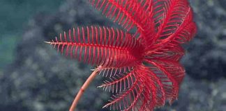 A modern-day sea lily in the Marianas region. Credit: (c) NOAA Ocean Research and Exploration