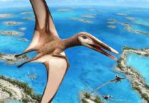 New research is shedding light on how and where ancient flying reptiles called pterosaurs lived. Credit: Julius Csotonyi