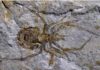 A ‘Jackalope’ of an ancient spider fossil deemed a hoax, unmasked as a crayfish The specimen will be stripped of the scientific name Mongolarachne chaoyangensis and rechristened as a crayfish