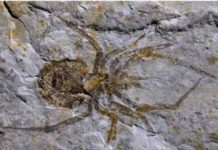 A ‘Jackalope’ of an ancient spider fossil deemed a hoax, unmasked as a crayfish The specimen will be stripped of the scientific name Mongolarachne chaoyangensis and rechristened as a crayfish