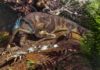 Baby dinosaurs found in Australia Artist’s depiction of an ornithopod dinosaur tending its nest.