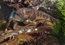 Baby dinosaurs found in Australia Artist’s depiction of an ornithopod dinosaur tending its nest.