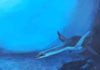 Divers of the past : Plesiosaur – Why did the size of the red blood cells increase? A representation of a plesiosaur - living reconstruction