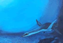 Divers of the past : Plesiosaur – Why did the size of the red blood cells increase? A representation of a plesiosaur - living reconstruction
