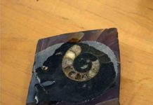 Earth was stressed before dinosaur extinction A fossilized snail shell, ready to be analyzed in the laboratory