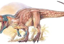 Experiments in evolution An intimidating sight: Asfaltovenator vialidadi. Source: Gabriel Lio