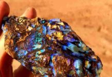 Opalized “Petrified” Wood Rough Koroit opal " Opalized wood " from Victoria, Australia.