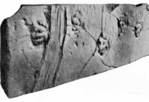 This slab of sandstone has been on display since 1896, showing off the scaly footprints of a prosauropod dinosaur. Scientists only recently realized that the deep grooves on the left may be the track of a sailing stone. Credit: Lull, R.S., 1915