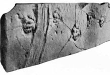 Sailing stone track discovered ‘hiding in plain sight’ in dinosaur fossil This slab of sandstone has been on display since 1896, showing off the scaly footprints of a prosauropod dinosaur. Scientists only recently realized that the deep grooves on the left may be the track of a sailing stone. Credit: Lull, R.S., 1915