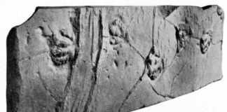 This slab of sandstone has been on display since 1896, showing off the scaly footprints of a prosauropod dinosaur. Scientists only recently realized that the deep grooves on the left may be the track of a sailing stone. Credit: Lull, R.S., 1915