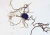 Solving fossil mystery could aid quest for ancient life on Mars Microscopic structures created in the lab. Credit: Sean McMahon
