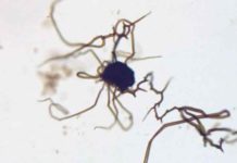 Solving fossil mystery could aid quest for ancient life on Mars Microscopic structures created in the lab. Credit: Sean McMahon