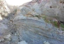 When flowers reached Australia Rocks containing microscopic fossil pollen were collected to determine the age of fossil leaves from Castle Cove, Otway Ranges, Victoria.