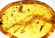 100 million years in amber: Researchers discover oldest fossilized slime mold 100 million-year-old amber piece with lizard leg and mycomycete (arrow).