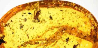 100 million-year-old amber piece with lizard leg and mycomycete (arrow).
