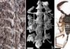 Fossil is the oldest-known scorpion The fossil (left) was unearthed in Wisconsin in 1985. Scientists analyzed it and discovered the ancient animal's respiratory and circulatory organs (center) were near-identical to those of a modern-day scorpion (right).