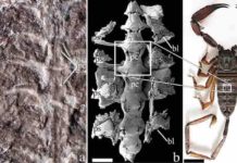 Fossil is the oldest-known scorpion The fossil (left) was unearthed in Wisconsin in 1985. Scientists analyzed it and discovered the ancient animal's respiratory and circulatory organs (center) were near-identical to those of a modern-day scorpion (right).