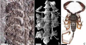 The fossil (left) was unearthed in Wisconsin in 1985. Scientists analyzed it and discovered the ancient animal's respiratory and circulatory organs (center) were near-identical to those of a modern-day scorpion (right).