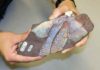 How fish fins evolved just before the transition to land Fossil cast of a fin from a juvenile Sauripterus taylori, a late Devonian fish with primitive features of tetrapods.