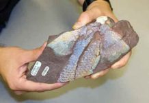 How fish fins evolved just before the transition to land Fossil cast of a fin from a juvenile Sauripterus taylori, a late Devonian fish with primitive features of tetrapods.