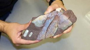 Fossil cast of a fin from a juvenile Sauripterus taylori, a late Devonian fish with primitive features of tetrapods.