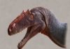 New species of Allosaurus discovered in Utah Allosaurus jimmadseni