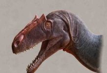 New species of Allosaurus discovered in Utah Allosaurus jimmadseni