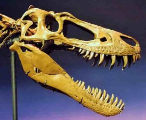 The skull of the juvenile T. rex, "Jane", was slender with knife-like teeth, having not yet grown big enough to crush bone.